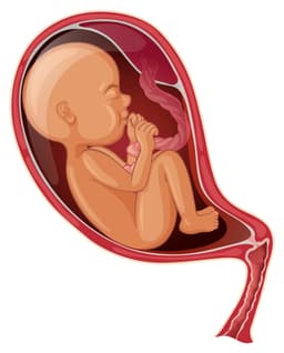 وضعیت قرارگیری جنین در رحم
